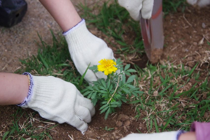 80a45e3a9f63914e0a7f8a40d2ed3e44_1495079