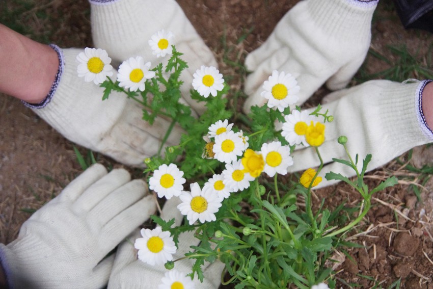 80a45e3a9f63914e0a7f8a40d2ed3e44_1495079